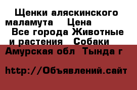 Щенки аляскинского маламута  › Цена ­ 15 000 - Все города Животные и растения » Собаки   . Амурская обл.,Тында г.